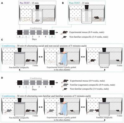 SHANK3 Downregulation in the Ventral Tegmental Area Accelerates the Extinction of Contextual Associations Induced by Juvenile Non-familiar Conspecific Interaction